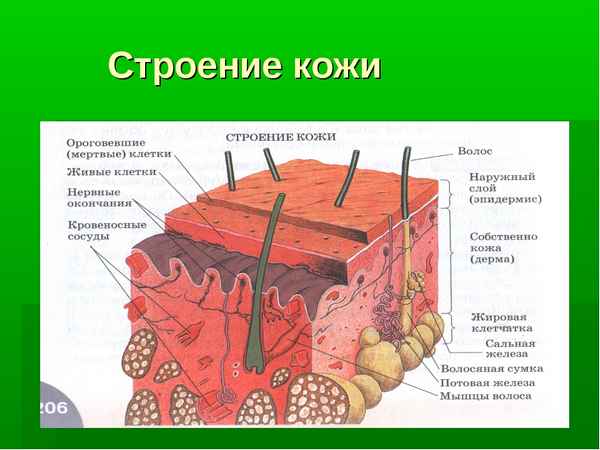 
    Мини-проект "Кожа"

      