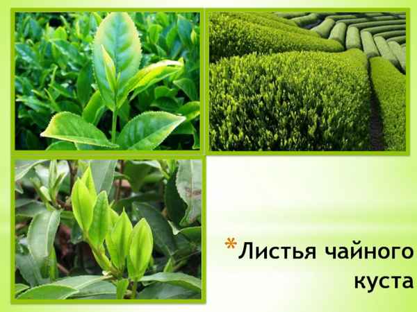 
    «Секреты чайного куста». Интегрированный урок (материальные технологии, биология). 6-й класс

      