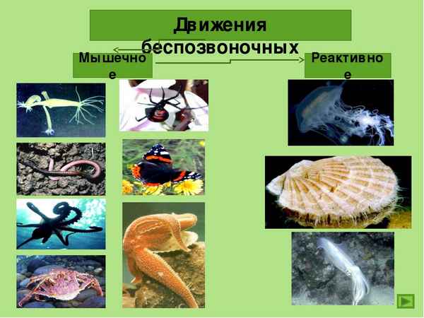 
    Движение простейших и беспозвоночных

      