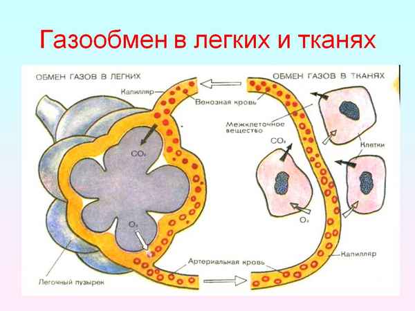 
    Урок по теме «Газообмен в легких и тканях»

      