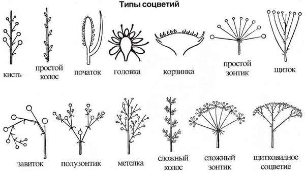 
    План урока по теме «Соцветия». Лабораторная работа № 10 «Типы соцветий». 6-й класс

      