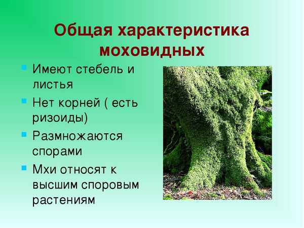 
    Урок биологии на тему "Мхи". 5-й класс

      