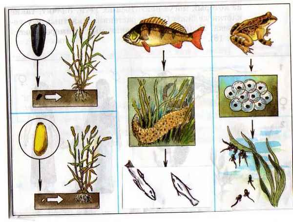 
    Как размножаются живые организмы

      