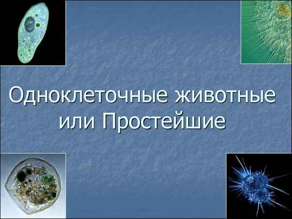 
    Одноклеточные животные, или Простейшие

      