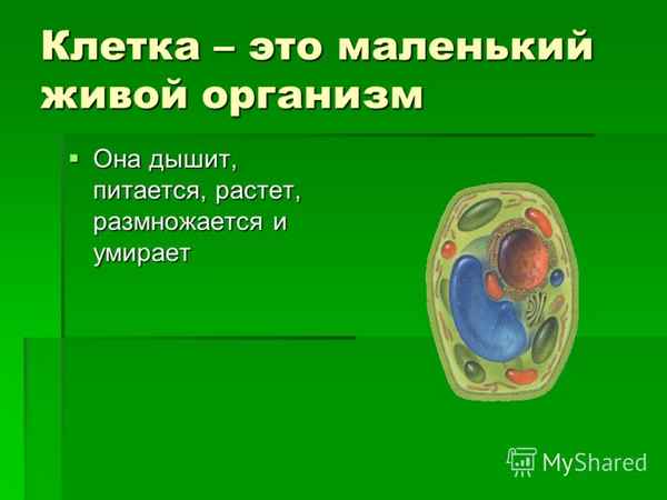 
    Урок природоведения на тему «Клетка – живой организм». 5-й класс

      