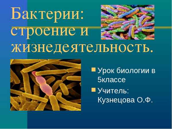 
    Урок биологии "Строение и жизнедеятельность бактерий". 5-й класс

      