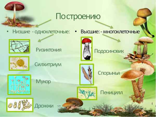 
    Урок биологии по теме "Грибы". 5-й класс

      