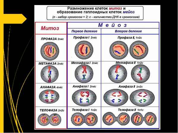 
    Повторение и обобщение материала по теме "Митоз, мейоз". 11-й класс

      