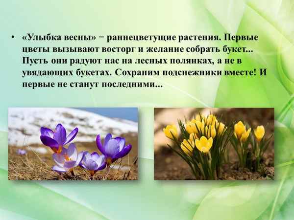 
    Беседа "Раннецветущие растения"

      