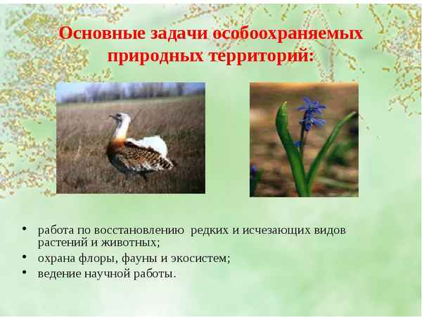 
    Урок биологии на тему "Вымирание организмов. Особо охраняемые территории: природные парки Волгоградской области". 11-й класс

      