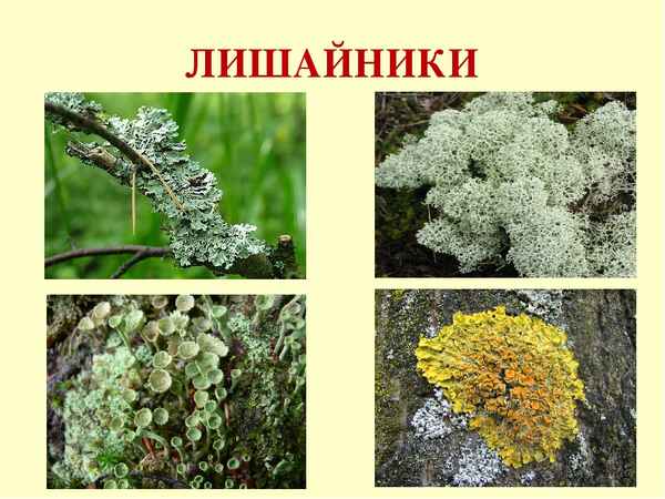 
    Урок биологии на тему "Лишайники". 5-й класс

      