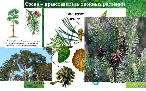 
    Урок биологии "Голосеменные растения". 5-й класс

      