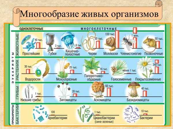 
    Урок по ФГОС "Многообразие живых организмов". 5-й класс

      