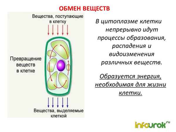 
    Урок биологии на тему "Процессы жизнедеятельности клетки". 5-й класс

      
