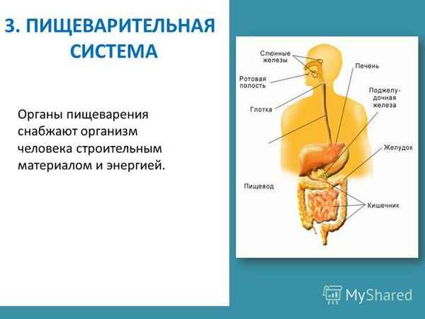 
    Контрольный урок по темам «Органы пищеварения», «Органы чувств», «Нервная система». 8-й класс

      