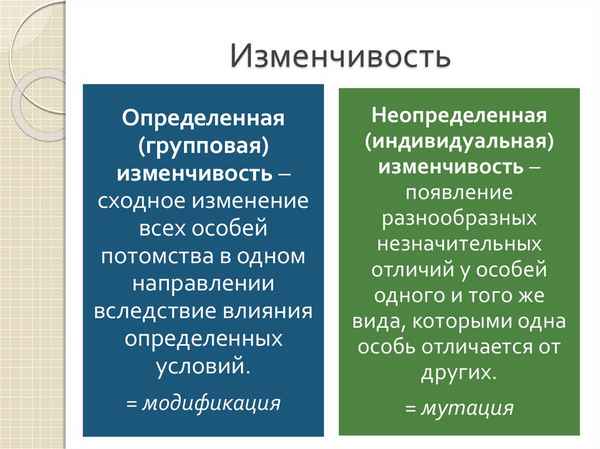 Формы изменчивости: определенная (групповая) и неопределенная (индивидуальная)