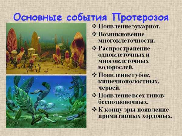 Развитие жизни в протерозойскую эру