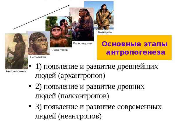 Основные этапы эволюции человека. Архантропы, палеоантропы, неоантропы