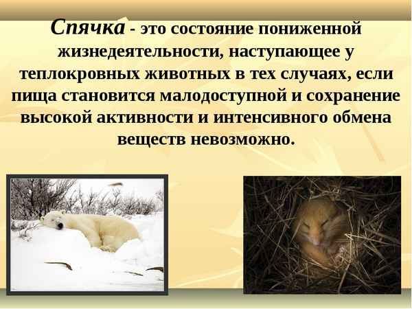 Приспособления растений и животных: анабиоз, покой и спячка