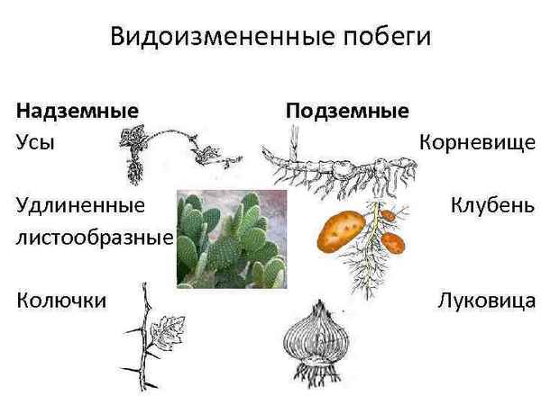 Видоизменения побегов: подземные и надземные