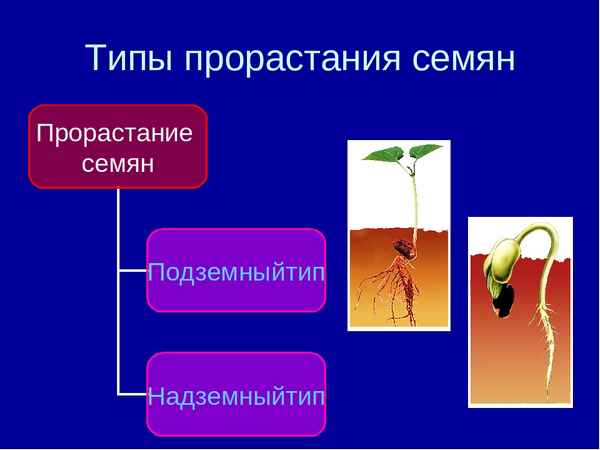 Строение семени растения, условия прорастания и дыхание семян