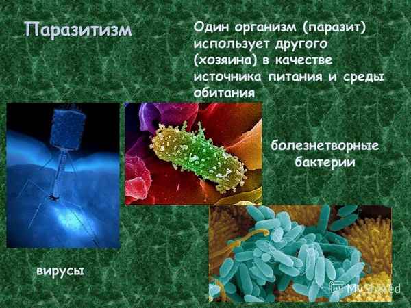 Бактерии паразиты: питание, среда обитания, значение для человека