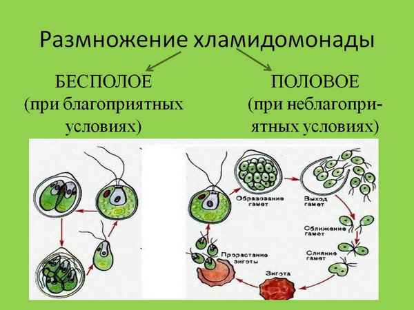 Хламидомонада: особенности строения и размножения