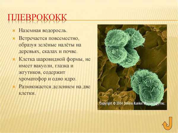 Плеврококк. Строение, питание и значение для человека