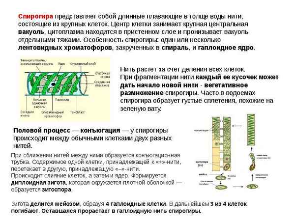 Спирогира. Особенности строения и размножения