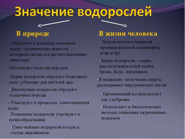 Значение водорослей в природе и жизни человека