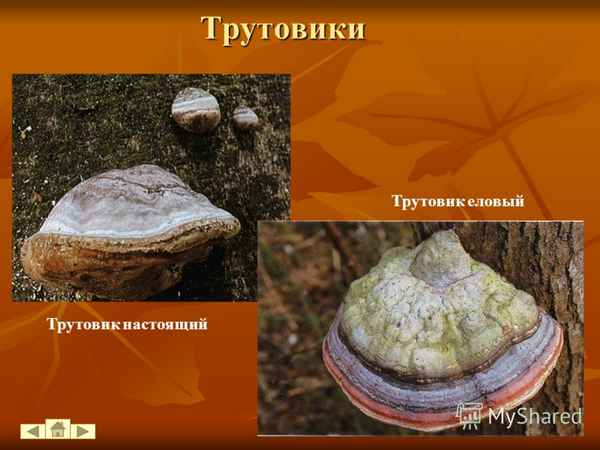 Трутовые Грибы (Трутовики). Строение и вред для природы