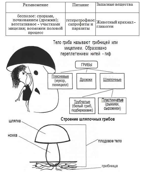 Шляпочные грибы: строение, питание и размножение